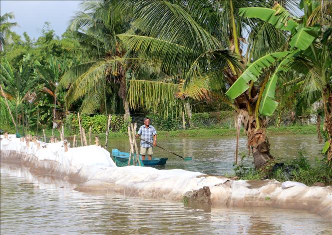 Ao cá của gia đình ông Nguyễn Văn Hồng (xã Tân Long Hội, tỉnh Vĩnh Long) đang nằm bên bờ sạt lở. Ảnh: Lê Thúy Hằng – TTXVN