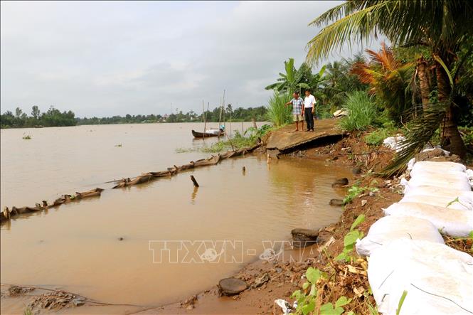 Khu vực sạt lở trên tuyến đê bao sông Măng đoạn qua xã Tân Long Hội, tỉnh Vĩnh Long đã được gia cố tạm thời nhưng tiếp tục có nguy cơ sạt lở tiếp do triều cường dâng cao. Ảnh: Lê Thúy Hằng - TTXVN 