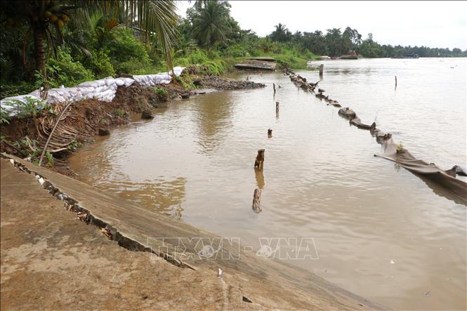 Khu vực sạt lở trên tuyến đê bao sông Măng đoạn qua xã Tân Long Hội, tỉnh Vĩnh Long đã được gia cố tạm thời nhưng tiếp tục có nguy cơ sạt lở tiếp do triều cường dâng cao. Ảnh: Lê Thúy Hằng – TTXVN