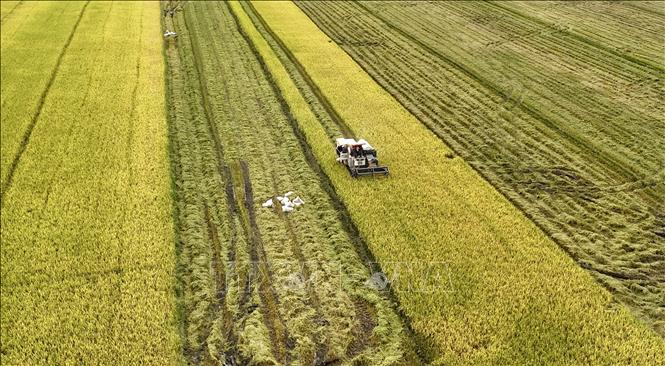 Thu hoạch lúa tham gia mô hình “một triệu héc-ta chuyên canh lúa chất lượng cao và phát thải thấp gắn với tăng trưởng xanh vùng Đồng bằng sông Cửu Long đến năm 2030” trên địa bàn tỉnh An Giang. Ảnh: Thanh Sang-TTXVN 