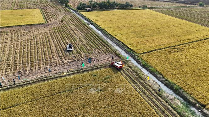 Thu hoạch lúa tham gia mô hình “một triệu héc-ta chuyên canh lúa chất lượng cao và phát thải thấp gắn với tăng trưởng xanh vùng Đồng bằng sông Cửu Long đến năm 2030” trên địa bàn tỉnh An Giang. Ảnh: Thanh Sang-TTXVN 
