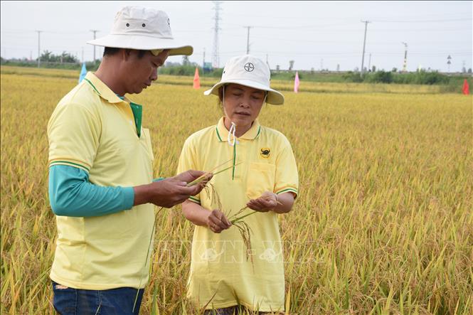 Mô hình “Một triệu héc-ta chuyên canh lúa chất lượng cao và phát thải thấp gắn với tăng trưởng xanh vùng đồng bằng sông Cửu Long đến năm 2030” trên địa bàn tỉnh An Giang. Ảnh: Thanh Sang-TTXVN 