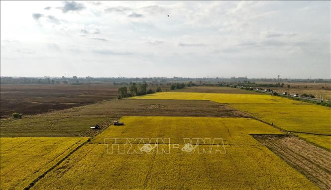 Thu hoạch lúa tham gia mô hình “Một triệu héc-ta chuyên canh lúa chất lượng cao và phát thải thấp gắn với tăng trưởng xanh vùng đồng bằng sông Cửu Long đến năm 2030” trên địa bàn tỉnh An Giang. Ảnh: Thanh Sang-TTXVN 