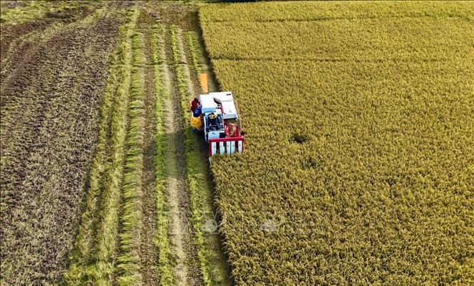 Thu hoạch lúa tham gia mô hình “Một triệu héc-ta chuyên canh lúa chất lượng cao và phát thải thấp gắn với tăng trưởng xanh vùng đồng bằng sông Cửu Long đến năm 2030” trên địa bàn tỉnh An Giang. Ảnh: Thanh Sang-TTXVN 