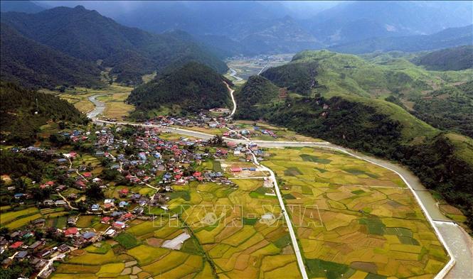 Mùa lúa chín vàng ở xã Ngọc Chiến, tỉnh Sơn La. Ảnh: Quang Quyết - TTXVN