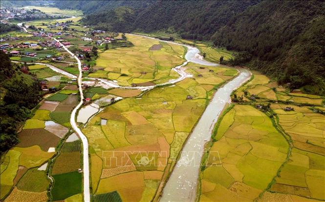 Mùa lúa chín vàng ở xã Ngọc Chiến, tỉnh Sơn La. Ảnh: Quang Quyết - TTXVN