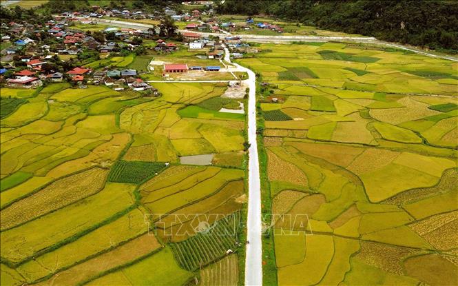 Mùa lúa chín vàng ở xã Ngọc Chiến, tỉnh Sơn La. Ảnh: Quang Quyết - TTXVN