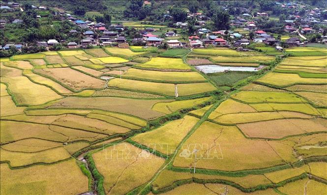 Mùa lúa chín vàng ở xã Ngọc Chiến, tỉnh Sơn La. Ảnh: Quang Quyết - TTXVN