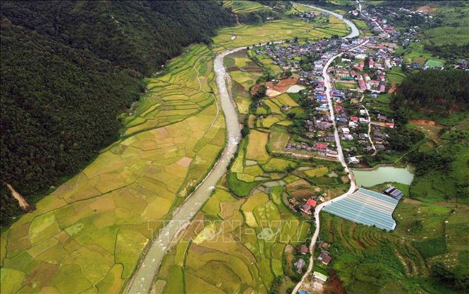 Mùa lúa chín vàng ở xã Ngọc Chiến, tỉnh Sơn La. Ảnh: Quang Quyết - TTXVN