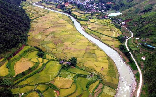 Mùa lúa chín vàng ở xã Ngọc Chiến, tỉnh Sơn La. Ảnh: Quang Quyết - TTXVN
