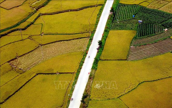 Mùa lúa chín vàng ở xã Ngọc Chiến, tỉnh Sơn La. Ảnh: Quang Quyết - TTXVN