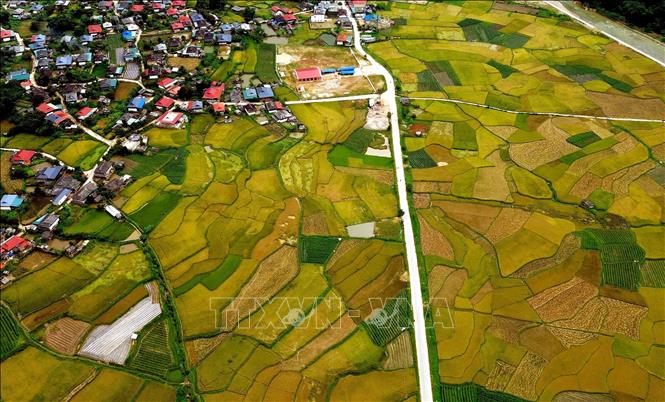 Mùa lúa chín vàng ở xã Ngọc Chiến, tỉnh Sơn La. Ảnh: Quang Quyết - TTXVN