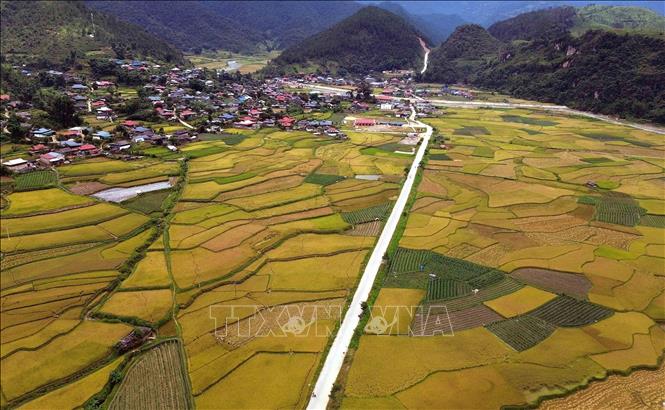 Mùa lúa chín vàng ở xã Ngọc Chiến, tỉnh Sơn La. Ảnh: Quang Quyết - TTXVN