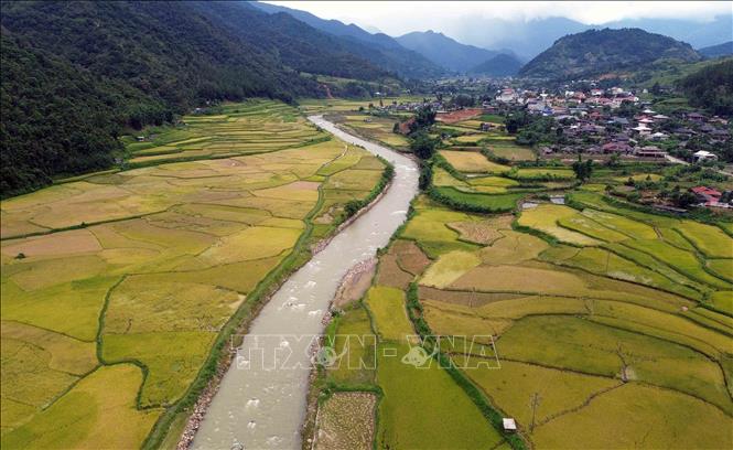 Mùa lúa chín vàng ở xã Ngọc Chiến, tỉnh Sơn La. Ảnh: Quang Quyết - TTXVN