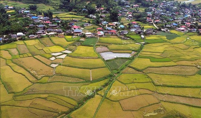 Mùa lúa chín vàng ở xã Ngọc Chiến, tỉnh Sơn La. Ảnh: Quang Quyết - TTXVN