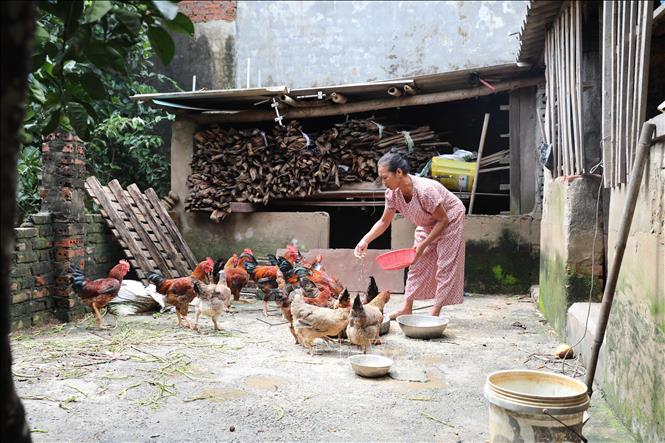 Nhận thức được tầm quan trọng của dự án trọng điểm Quốc gia, vợ chồng ông Đặng Văn Lẻ cho biết sẽ sẵn sàng bàn giao mặt bằng khi Nhà nước bố trí nơi ở mới cho gia đình. Ảnh: Khiếu Tư - TTXVN 