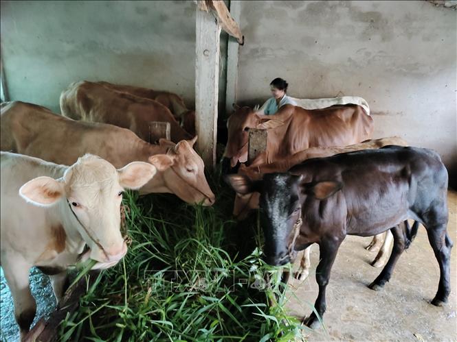 Nông dân chăn nuôi bò tại xã An Hiệp, tỉnh Vĩnh Long. Ảnh: Huỳnh Phúc Hậu - TTXVN