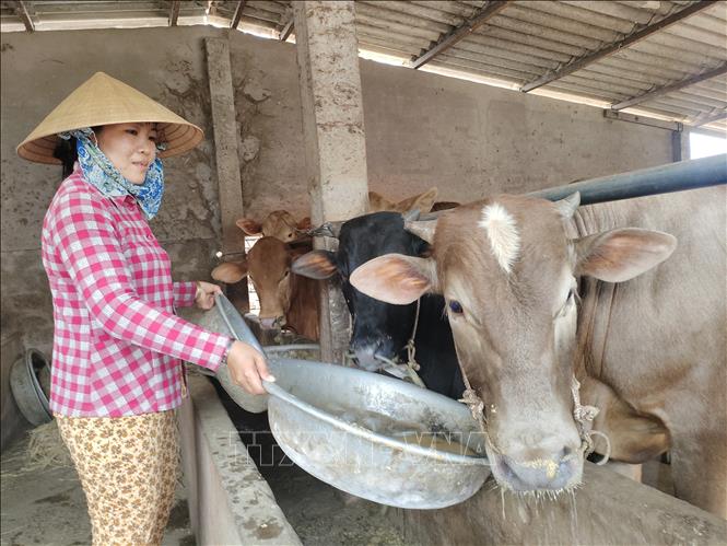 Giá bò tăng đã tiếp thêm động lực để nông dân Vĩnh Long tăng đàn sản xuất. Ảnh: Huỳnh Phúc Hậu - TTXVN