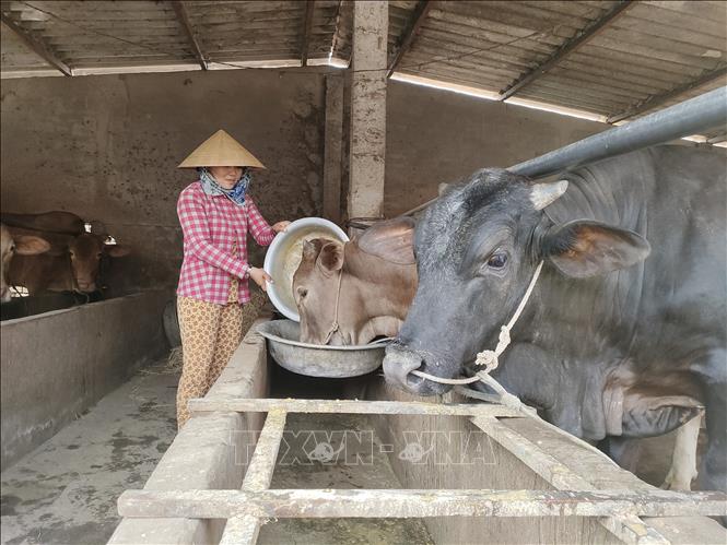 Giá bò tăng đã tiếp thêm động lực để nông dân Vĩnh Long tăng đàn sản xuất. Ảnh: Huỳnh Phúc Hậu - TTXVN
