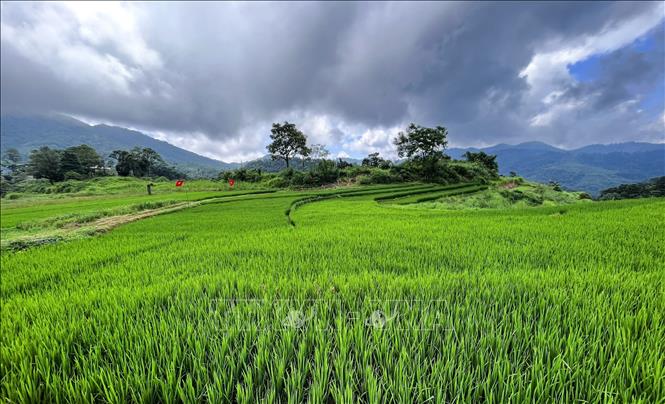 Những thửa ruộng bậc thang tại xóm Mừng, xã Cao Phong (Phú Thọ). Ảnh: Trọng Đạt - TTXVN