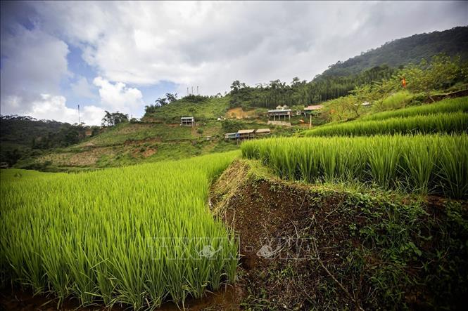 Những vạt lúa trên thửa ruộng bậc thang tại xóm Mừng. Ảnh: Trọng Đạt - TTXVN