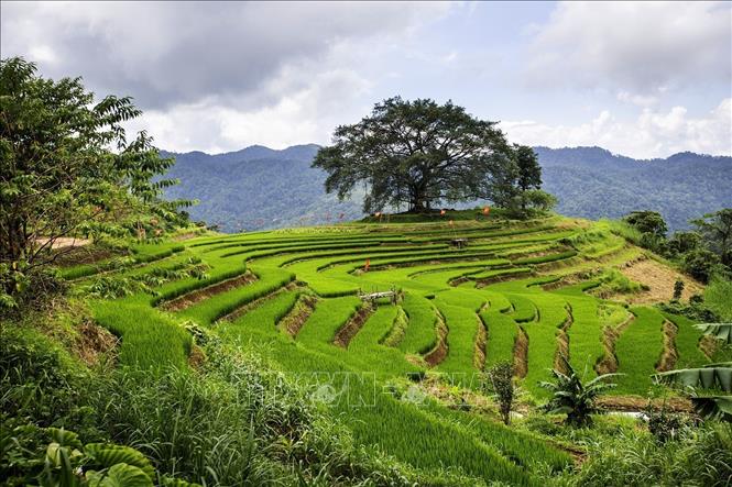 Điểm check-in cây Đa và ruộng bậc thang tại xóm Mừng, xã Cao Phong (Phú Thọ). Ảnh: Trọng Đạt - TTXVN