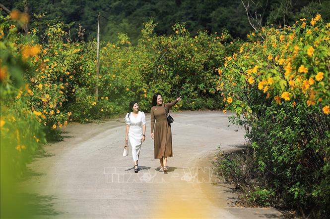 Tourists stroll along a yellow wild sunflower path in Mung hamlet. VNA Photo: Trọng Đạt 