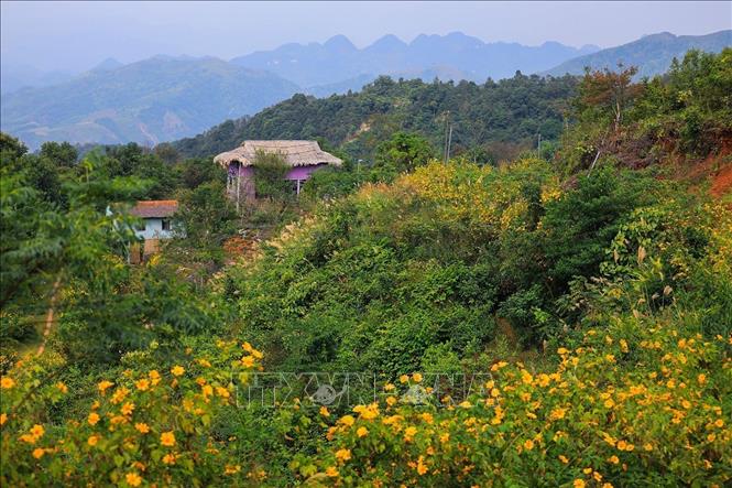 Wild sunflowers blossom in Mung hamlet. VNA Photo: Trọng Đạt 