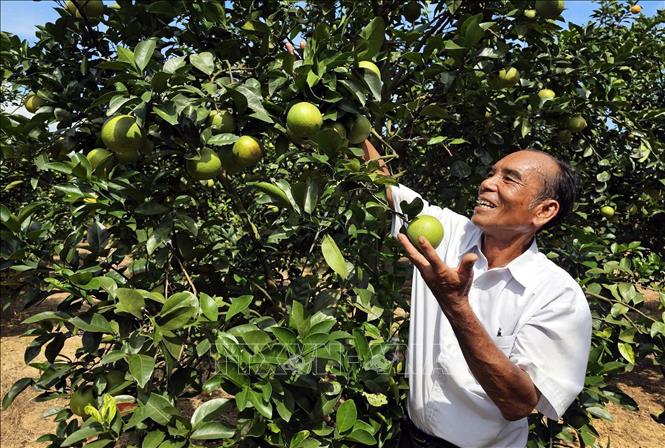 Ông Bế Văn Mai được vinh danh là “Nông dân Việt Nam xuất sắc” năm 2025 với mô hình trồng cam mang lại hiệu quả kinh tế cao. Ảnh: TTXVN phát