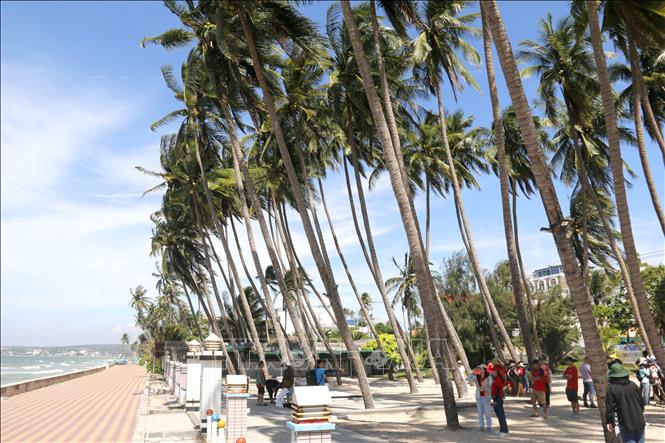 Dưới vườn dừa xanh mát rượi bên bờ biển, du khách luôn được đắm mình vào môi trường thiên nhiên của xứ Rạng – Mũi Né. Ảnh: Nguyễn Thanh – TTXVN

