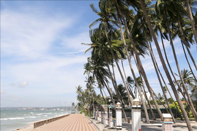 Dọc bờ biển Mũi Né có nhiều rặng dừa hàng 100 năm tuổi được mang từ các tỉnh Quảng Nam, Quảng Ngãi, Phú Yên… vào trồng theo quá trình lập nghiệp của người dân biển. Ảnh: Nguyễn Thanh – TTXVN
