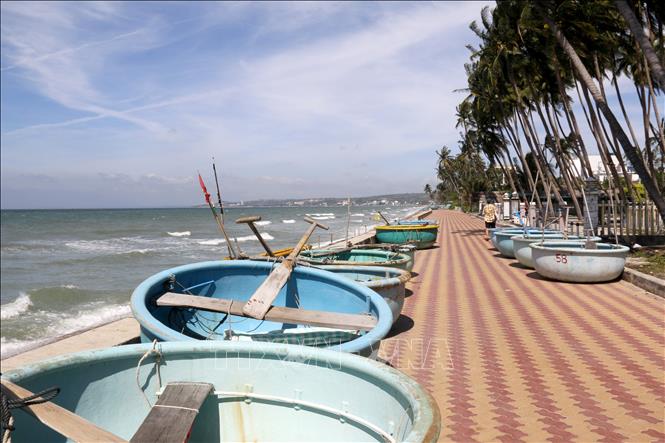 Những rặng dừa hàng 100 năm tuổi làm nổi bật thêm nét quyến rũ đặc trưng của vùng biển Mũi Né. Ảnh: Nguyễn Thanh – TTXVN
