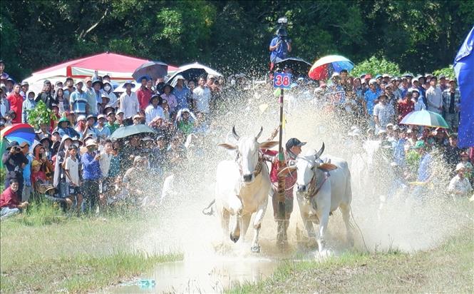 Ở vòng thả, các đôi bò bứt hết tốc lực để về đích tạo nên những màn rượt đổi hấp dẫn, kịch tính và đẹp mắt. Ảnh: Công Mạo-TTXVN