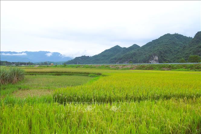 Mùa vàng trên cánh đồng bản Hoa Tiến (xã Châu Tiến, tỉnh Nghệ An) của đồng bào Thái. Ảnh: Xuân Tiến - TTXVN 
