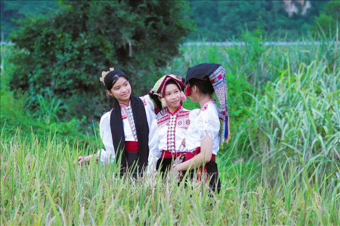 Những thiếu nữ dân tộc Thái ở bản Hoa Tiến (xã Châu Tiến, tỉnh Nghệ An) trong trang phục truyền thống của đồng bào Thái miền Tây xứ Nghệ. Ảnh: Xuân Tiến  - TTXVN 
