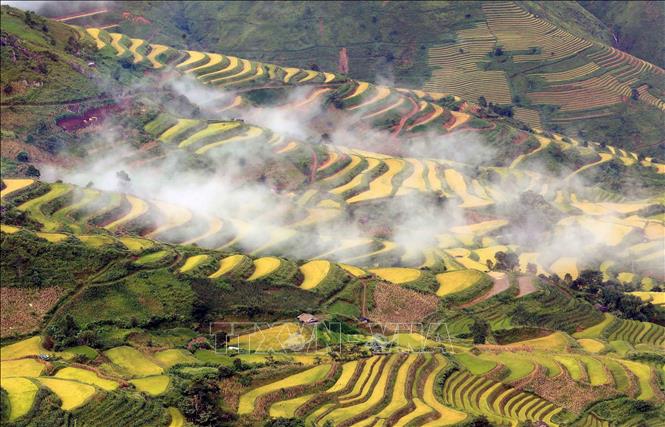 Mùa lúa chín ở xã vùng cao Tà Xùa. Ảnh: Quang Quyết - TTXXVN