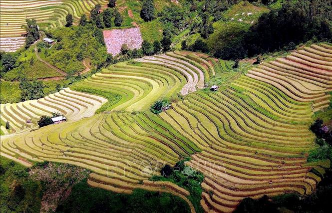 Mùa lúa chín ở xã vùng cao Xím Vàng. Ảnh: Quang Quyết - TTXXVN