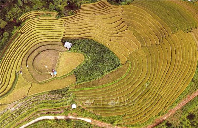 Mùa lúa chín ở xã vùng cao Xím Vàng. Ảnh: Quang Quyết - TTXXVN