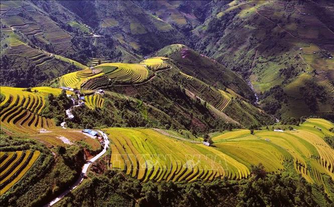 Mùa lúa chín ở xã vùng cao Xím Vàng, tỉnh Sơn La. Ảnh: Quang Quyết - TTXXVN