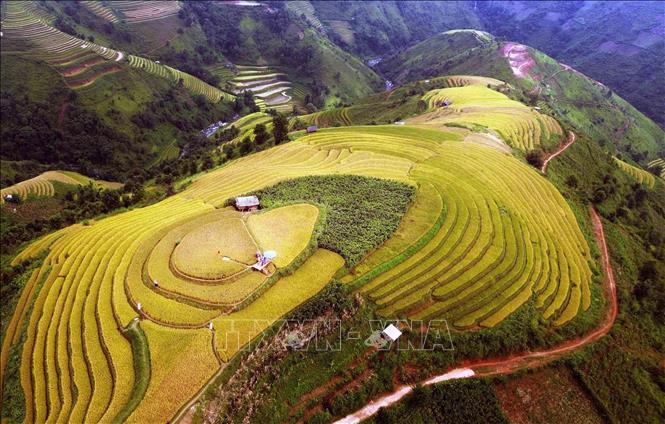 Mùa lúa chín ở xã vùng cao Xím Vàng. Ảnh: Quang Quyết - TTXXVN