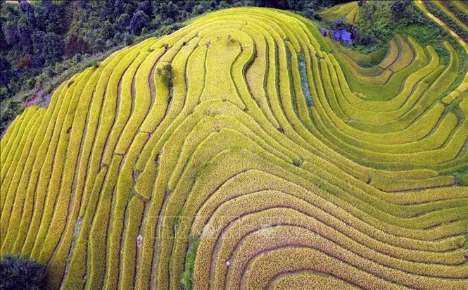 Mùa lúa chín ở xã vùng cao Xím Vàng. Ảnh: Quang Quyết - TTXXVN