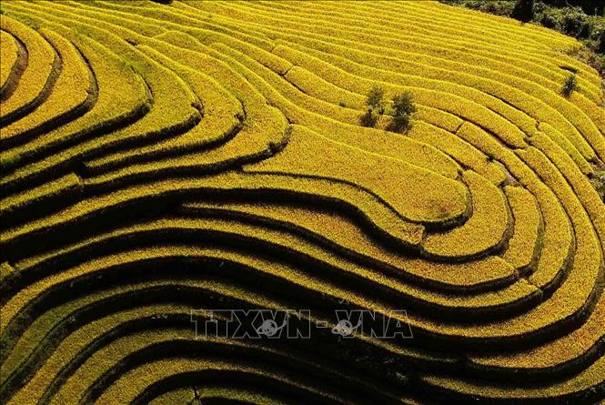 Mùa lúa chín ở xã vùng cao Xím Vàng. Ảnh: Quang Quyết - TTXXVN