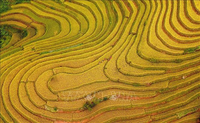 Mùa lúa chín ở xã vùng cao Xím Vàng. Ảnh: Quang Quyết - TTXXVN