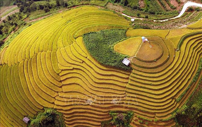 Mùa lúa chín ở xã vùng cao Xím Vàng. Ảnh: Quang Quyết - TTXXVN