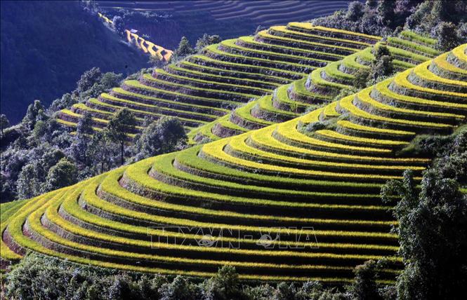 Mùa lúa chín ở xã vùng cao Xím Vàng. Ảnh: Quang Quyết - TTXXVN