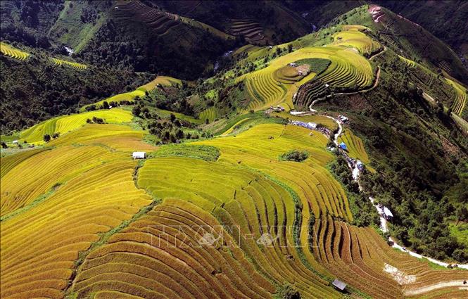Mùa lúa chín ở xã vùng cao Xím Vàng. Ảnh: Quang Quyết - TTXXVN