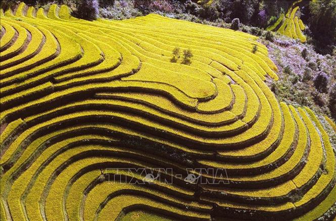 Mùa lúa chín ở xã vùng cao Xím Vàng. Ảnh: Quang Quyết - TTXXVN