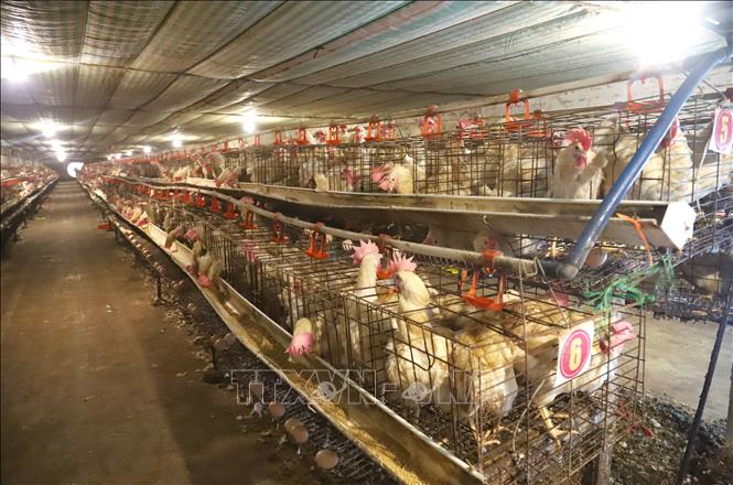 Khu nuôi gà lấy trứng của trang trại gà Lương Sơn. Ảnh: Xuân Tiến - TTXVN 