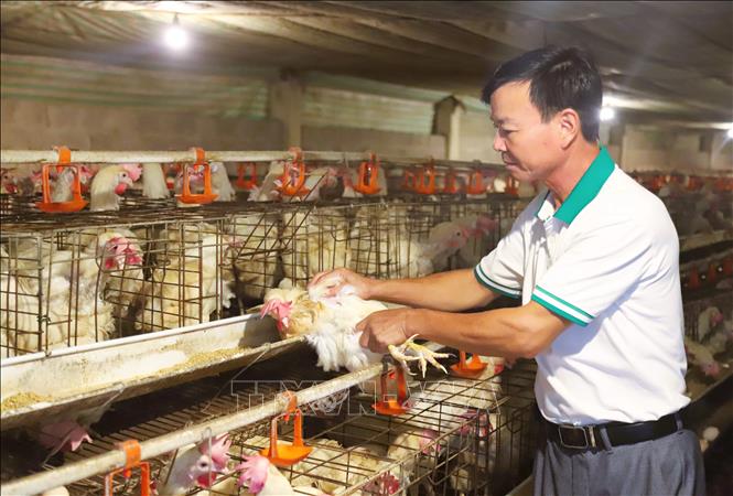 Ông Trần Xuân Sơn kiểm tra sinh trưởng của gà nuôi tại khu nuôi trong trang trại. Ảnh: Xuân Tiến - TTXVN 