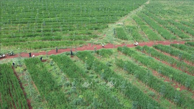 Diện tích trồng lúa khi cây cao su chưa khép tán của người dân Gia Lai. Ảnh: Hồng Điệp - TTXVN